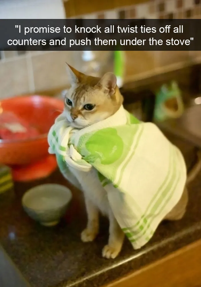 124 Hilarious Cat Snapchats That Are Im-paw-sible Not To Laugh At
