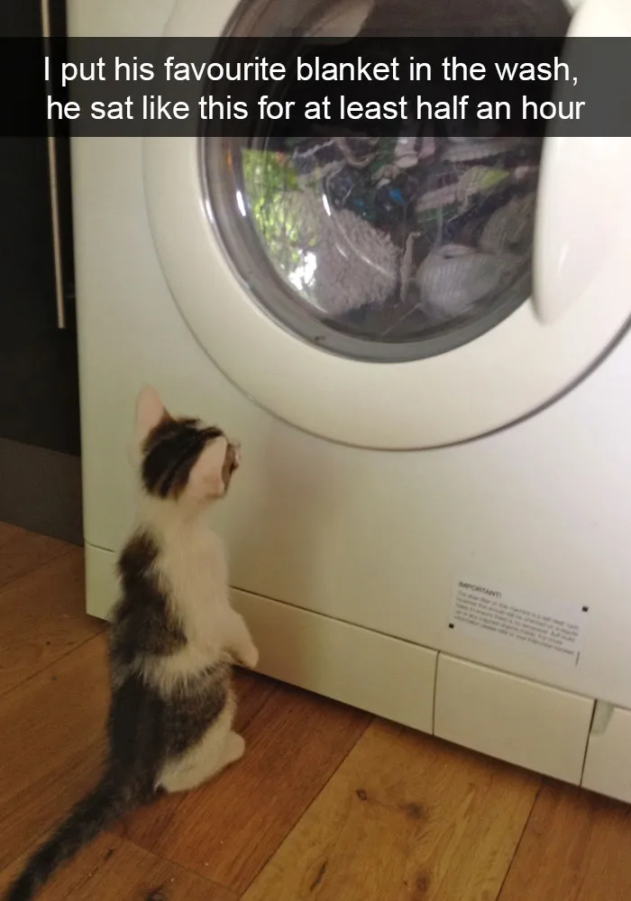 128 Hilarious Cat Snapchats That Are Im-paw-sible Not To Laugh At