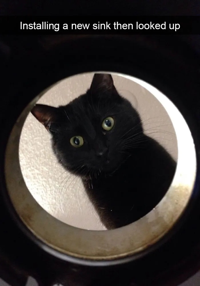 128 Hilarious Cat Snapchats That Are Im-paw-sible Not To Laugh At