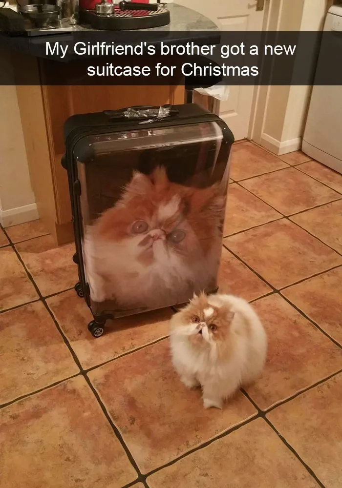 124 Hilarious Cat Snapchats That Are Im-paw-sible Not To Laugh At