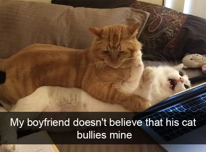 124 Hilarious Cat Snapchats That Are Im-paw-sible Not To Laugh At