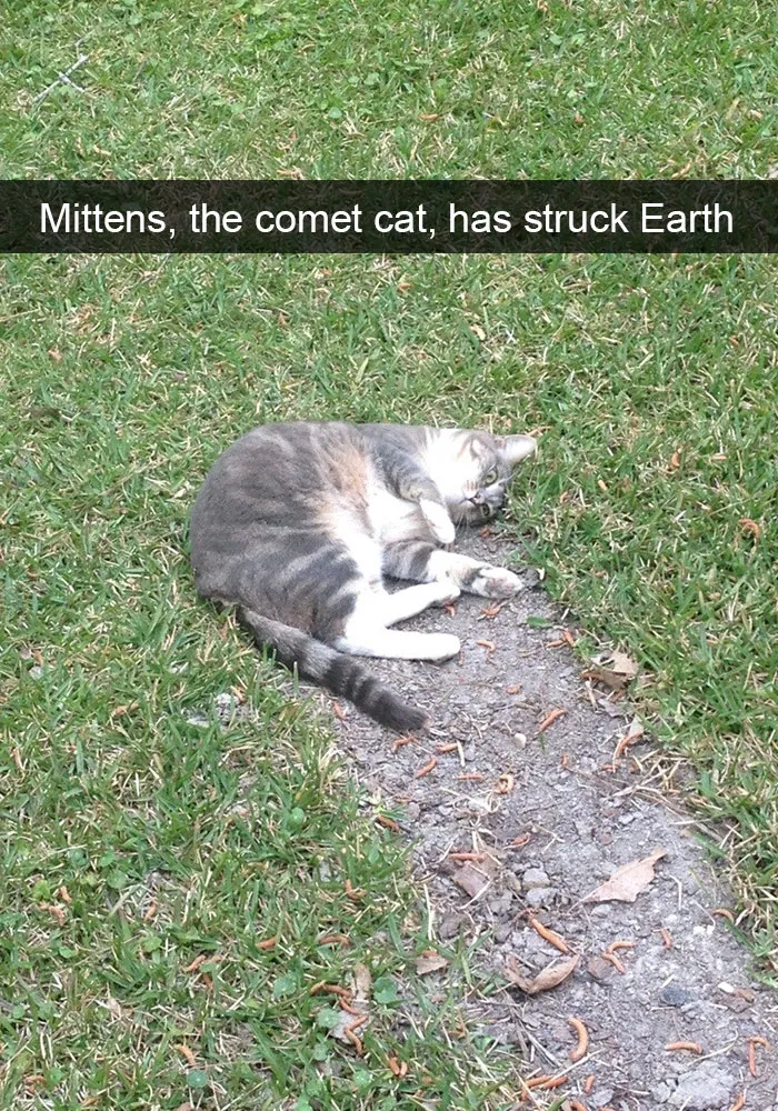124 Hilarious Cat Snapchats That Are Im-paw-sible Not To Laugh At