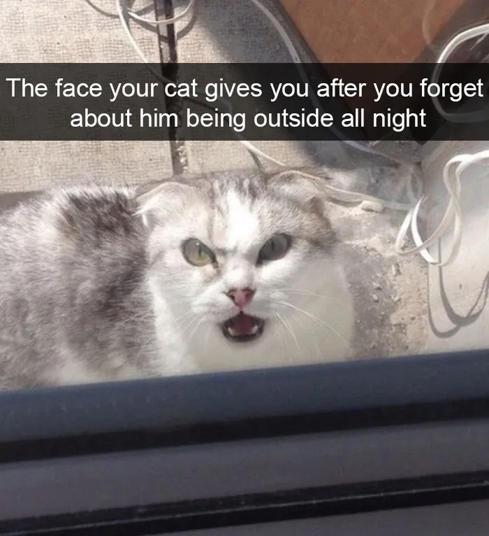 124 Hilarious Cat Snapchats That Are Im-paw-sible Not To Laugh At