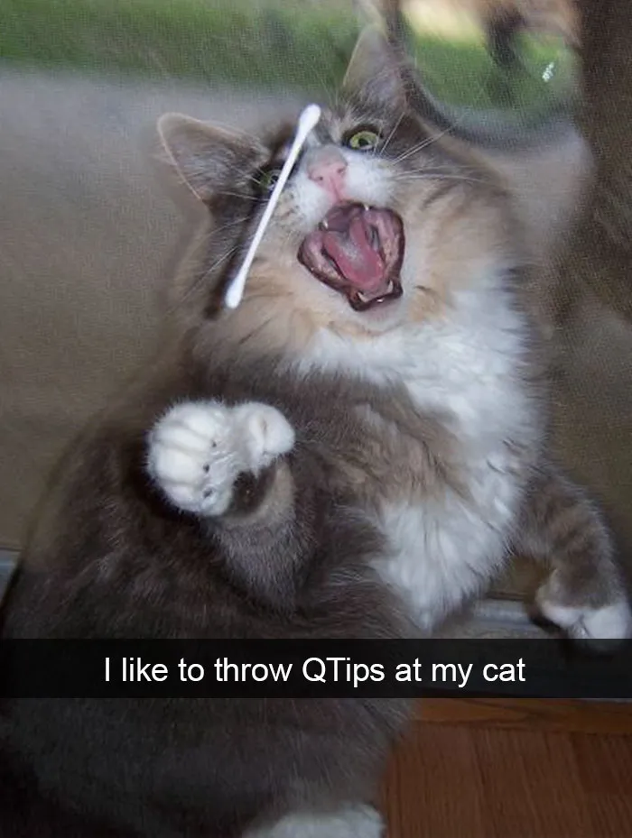124 Hilarious Cat Snapchats That Are Im-paw-sible Not To Laugh At