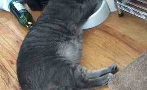 128 Hilarious Cat Snapchats That Are Im-paw-sible Not To Laugh At