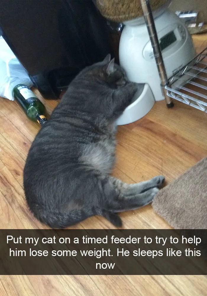 128 Hilarious Cat Snapchats That Are Im-paw-sible Not To Laugh At