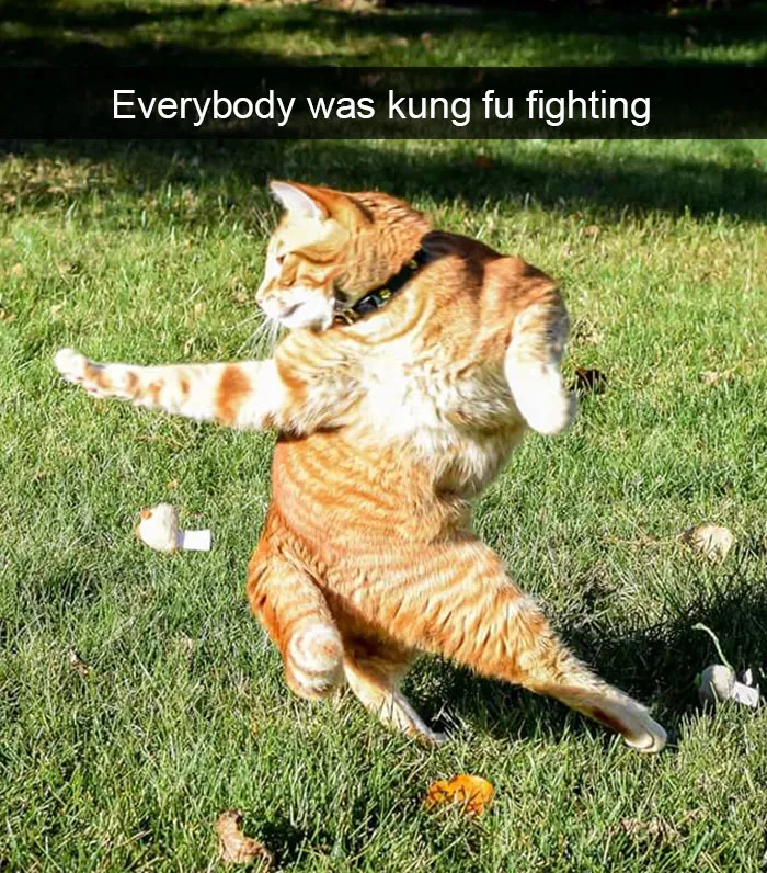 124 Hilarious Cat Snapchats That Are Im-paw-sible Not To Laugh At