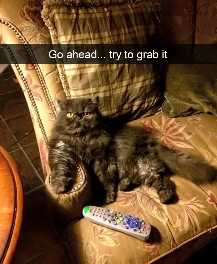 124 Hilarious Cat Snapchats That Are Im-paw-sible Not To Laugh At