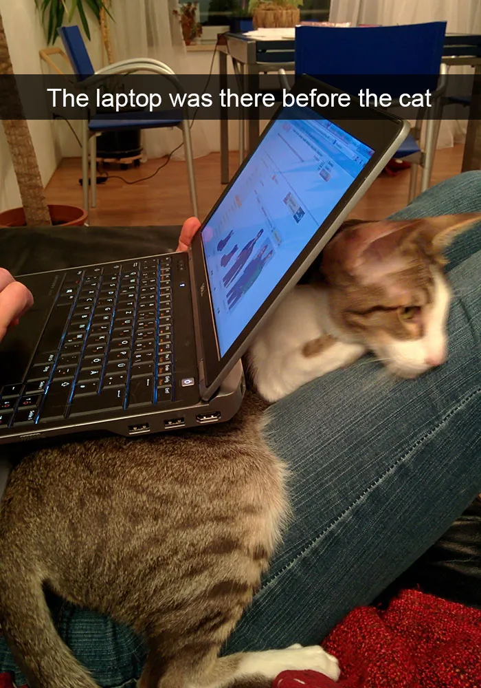 124 Hilarious Cat Snapchats That Are Im-paw-sible Not To Laugh At