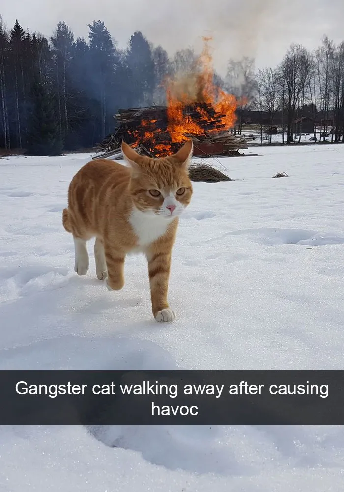 124 Hilarious Cat Snapchats That Are Im-paw-sible Not To Laugh At
