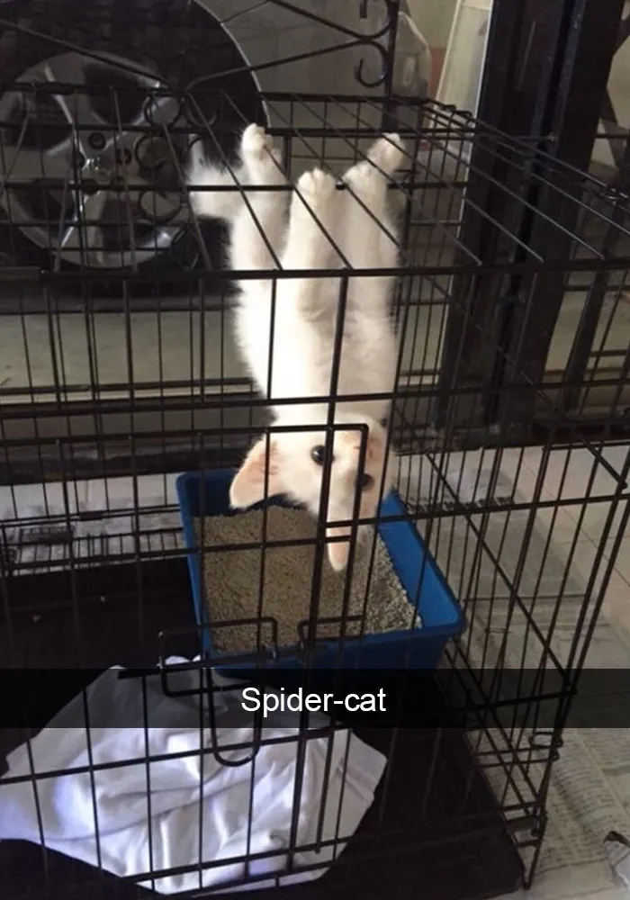 128 Hilarious Cat Snapchats That Are Im-paw-sible Not To Laugh At