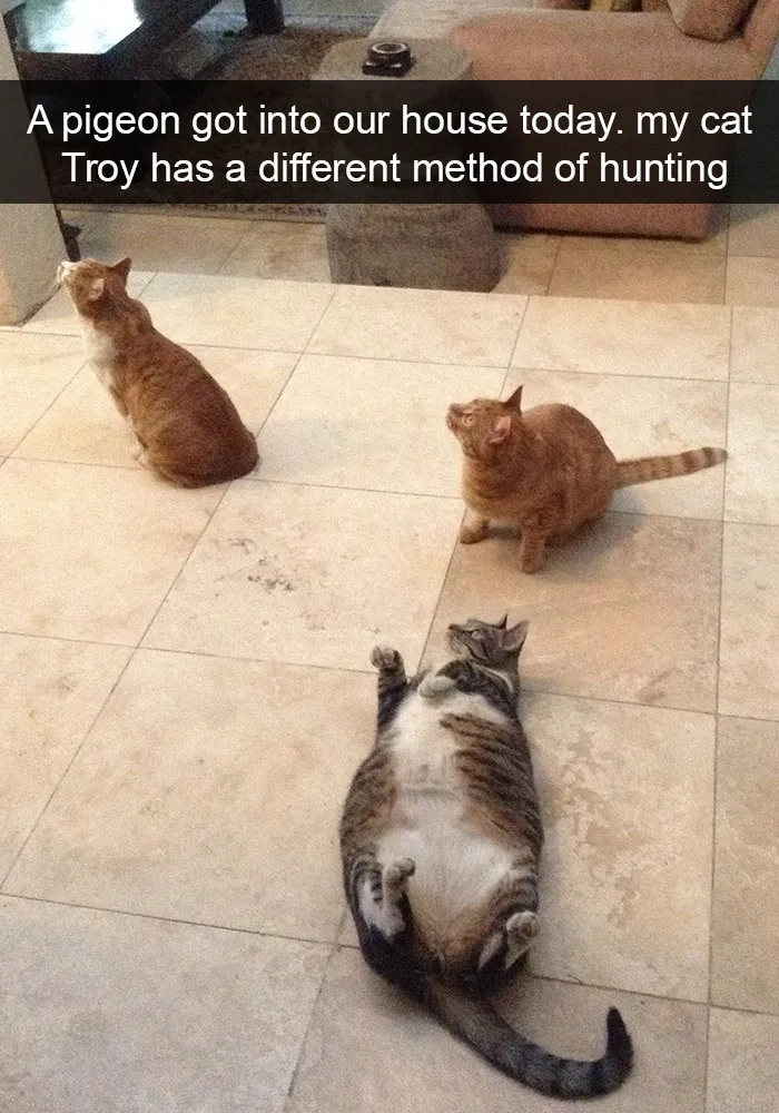 124 Hilarious Cat Snapchats That Are Im-paw-sible Not To Laugh At