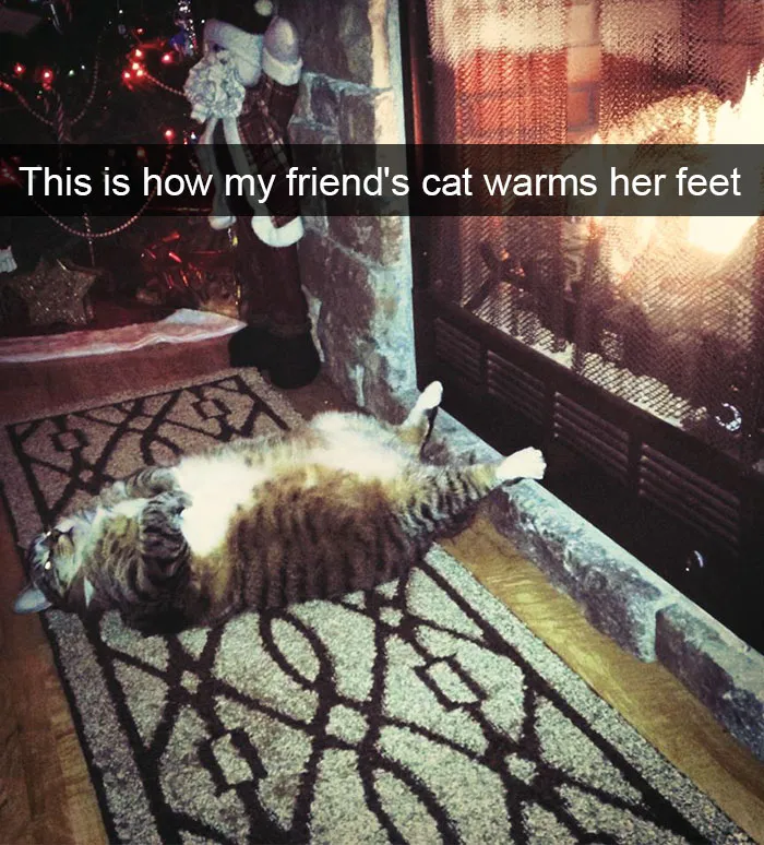 124 Hilarious Cat Snapchats That Are Im-paw-sible Not To Laugh At
