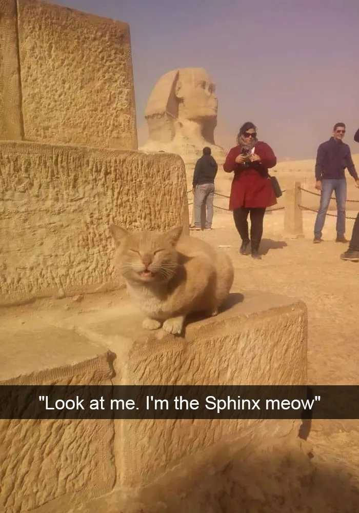 124 Hilarious Cat Snapchats That Are Im-paw-sible Not To Laugh At
