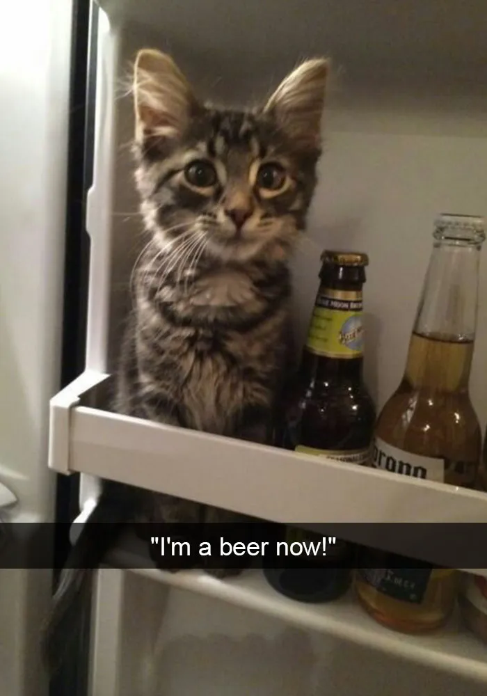 124 Hilarious Cat Snapchats That Are Im-paw-sible Not To Laugh At