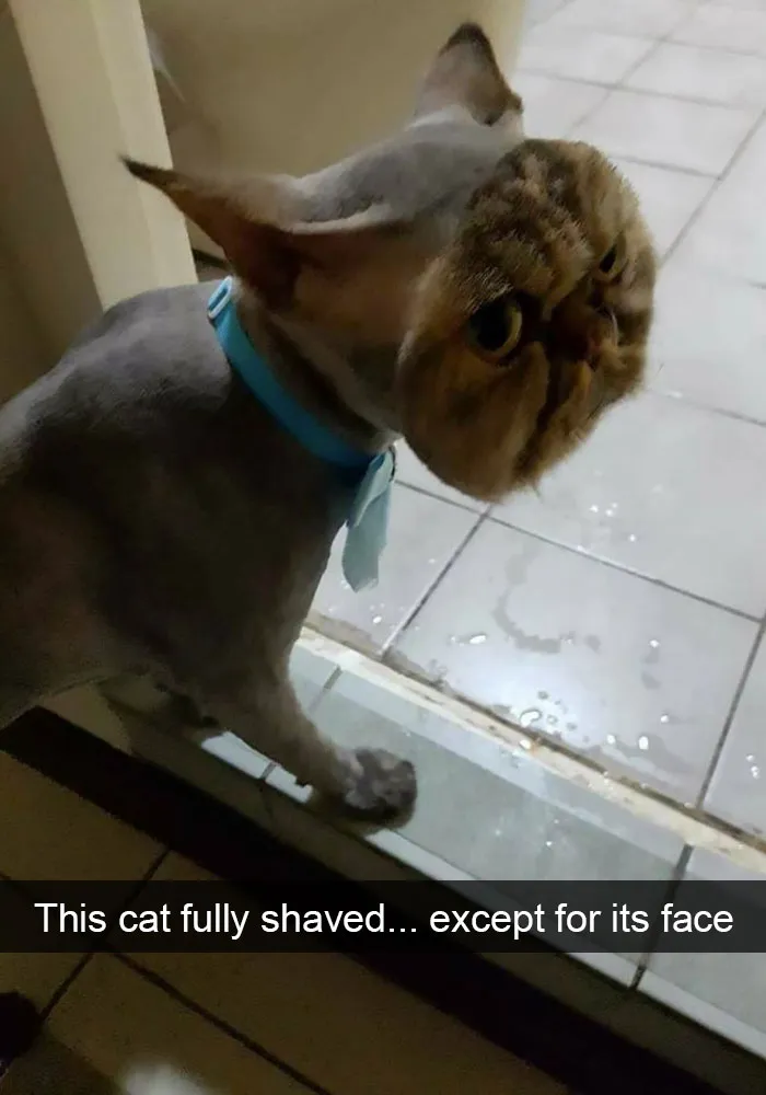 124 Hilarious Cat Snapchats That Are Im-paw-sible Not To Laugh At