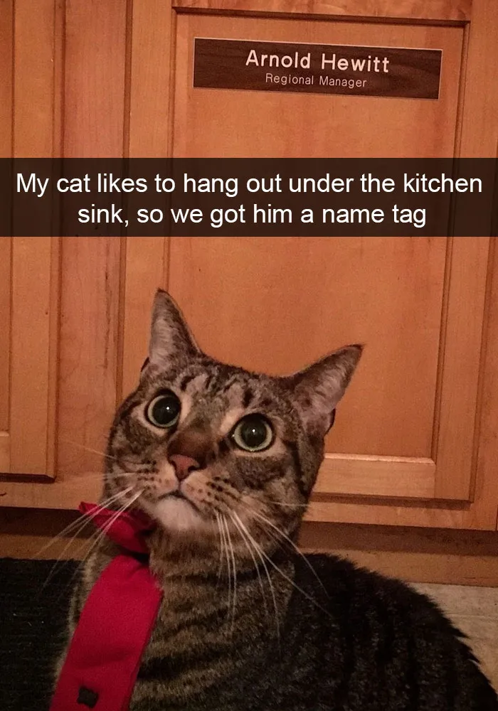 124 Hilarious Cat Snapchats That Are Im-paw-sible Not To Laugh At
