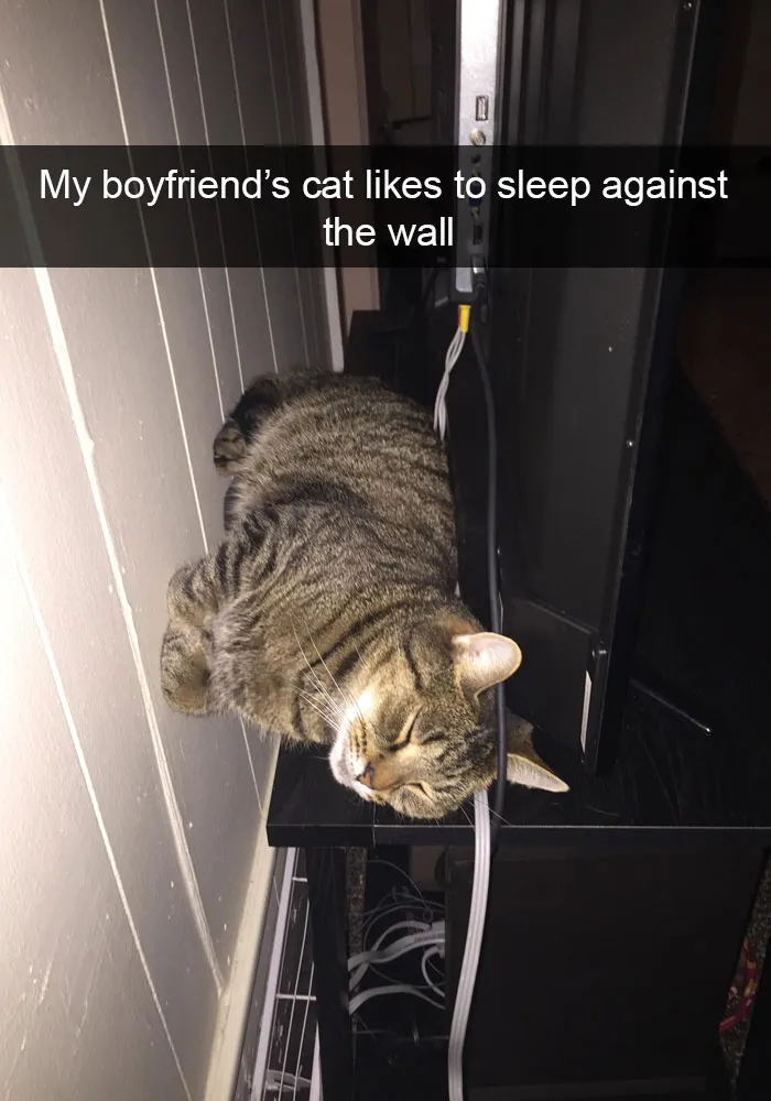 124 Hilarious Cat Snapchats That Are Im-paw-sible Not To Laugh At