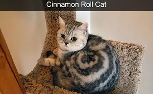 128 Hilarious Cat Snapchats That Are Im-paw-sible Not To Laugh At