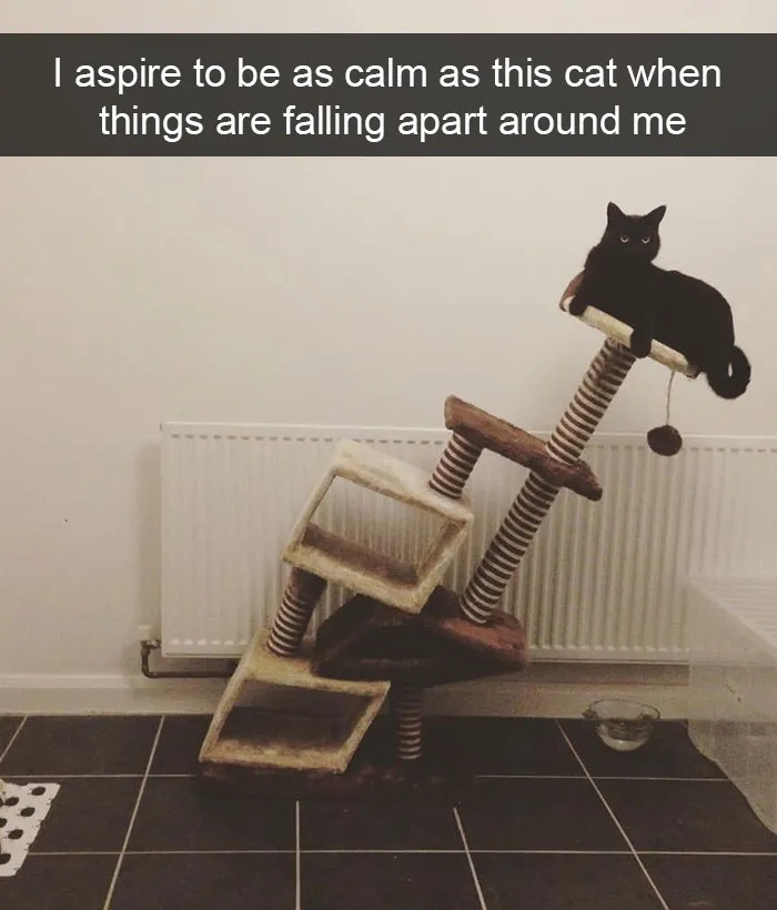 128 Hilarious Cat Snapchats That Are Im-paw-sible Not To Laugh At
