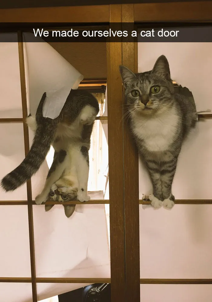 124 Hilarious Cat Snapchats That Are Im-paw-sible Not To Laugh At