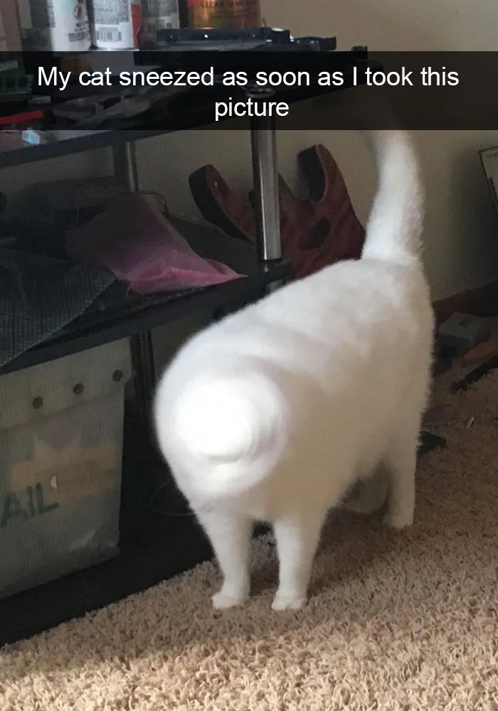 128 Hilarious Cat Snapchats That Are Im-paw-sible Not To Laugh At