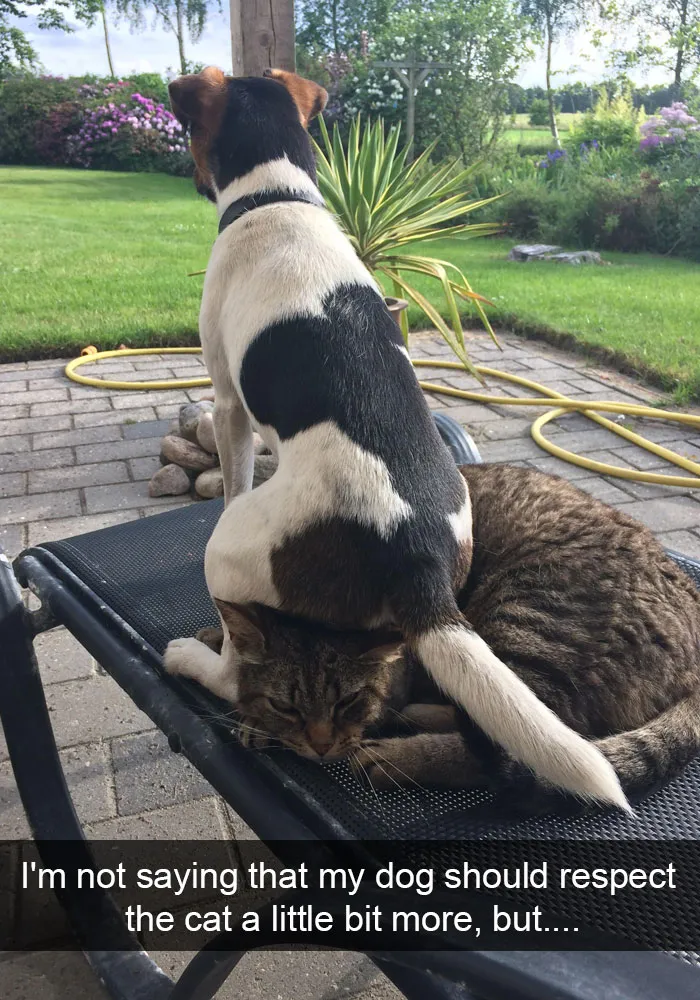 124 Hilarious Cat Snapchats That Are Im-paw-sible Not To Laugh At