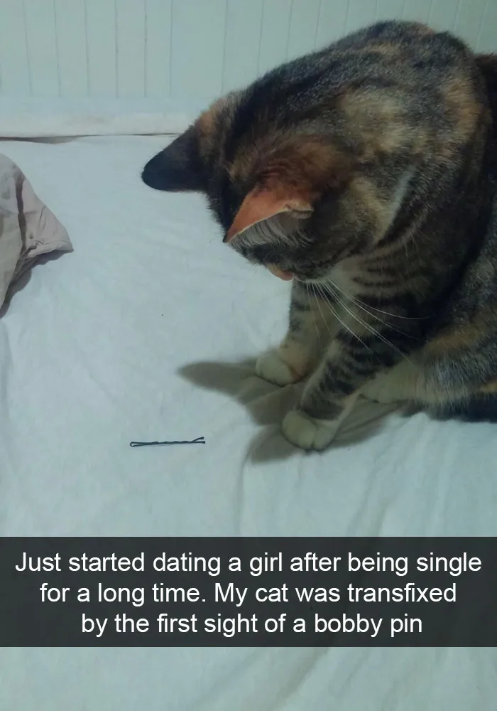 124 Hilarious Cat Snapchats That Are Im-paw-sible Not To Laugh At