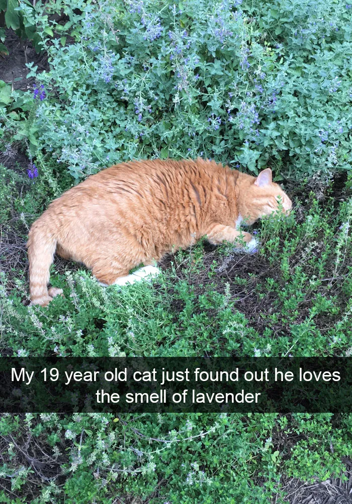 124 Hilarious Cat Snapchats That Are Im-paw-sible Not To Laugh At