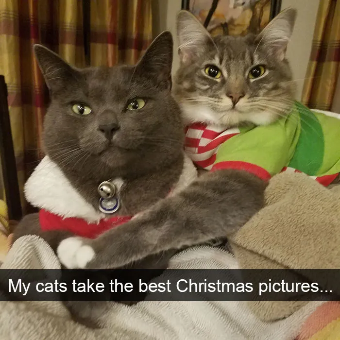 124 Hilarious Cat Snapchats That Are Im-paw-sible Not To Laugh At