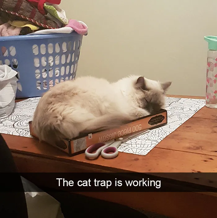 124 Hilarious Cat Snapchats That Are Im-paw-sible Not To Laugh At