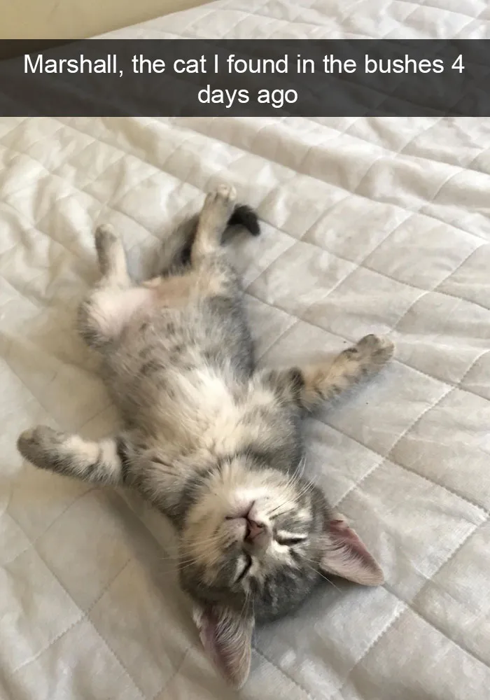 124 Hilarious Cat Snapchats That Are Im-paw-sible Not To Laugh At