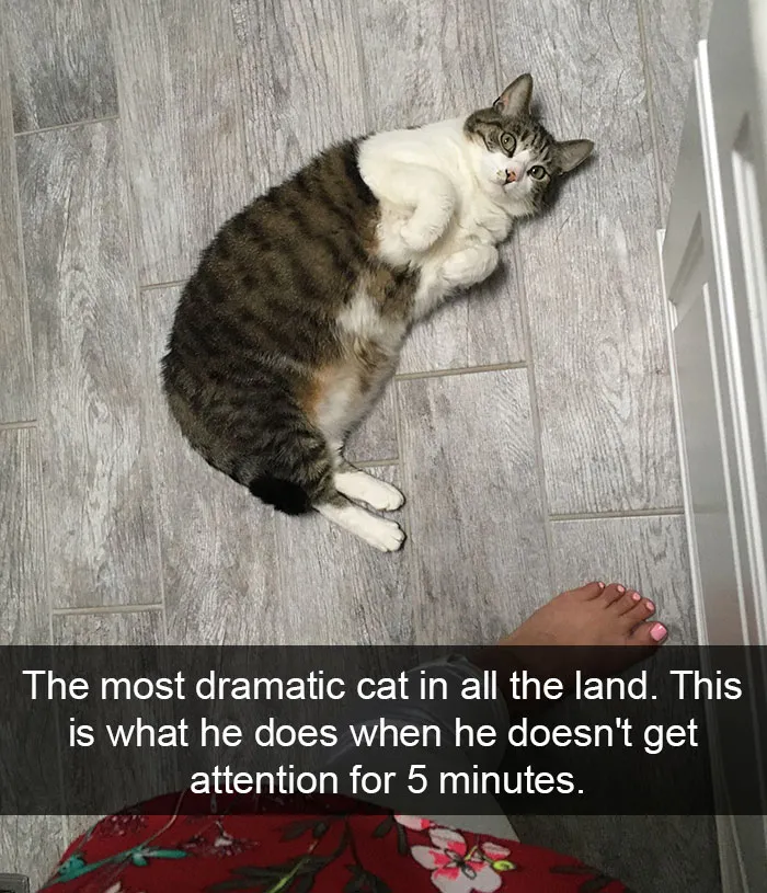 124 Hilarious Cat Snapchats That Are Im-paw-sible Not To Laugh At