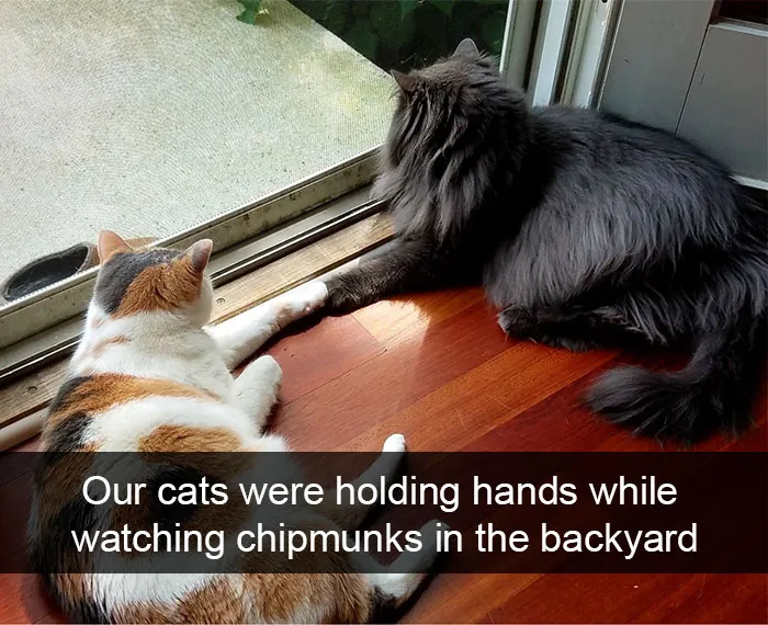 124 Hilarious Cat Snapchats That Are Im-paw-sible Not To Laugh At