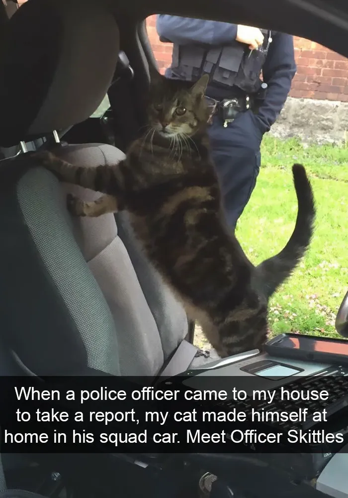 124 Hilarious Cat Snapchats That Are Im-paw-sible Not To Laugh At