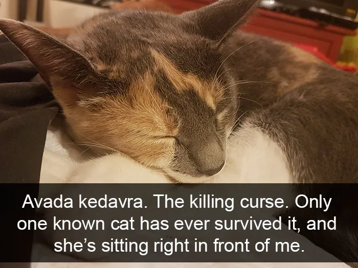124 Hilarious Cat Snapchats That Are Im-paw-sible Not To Laugh At