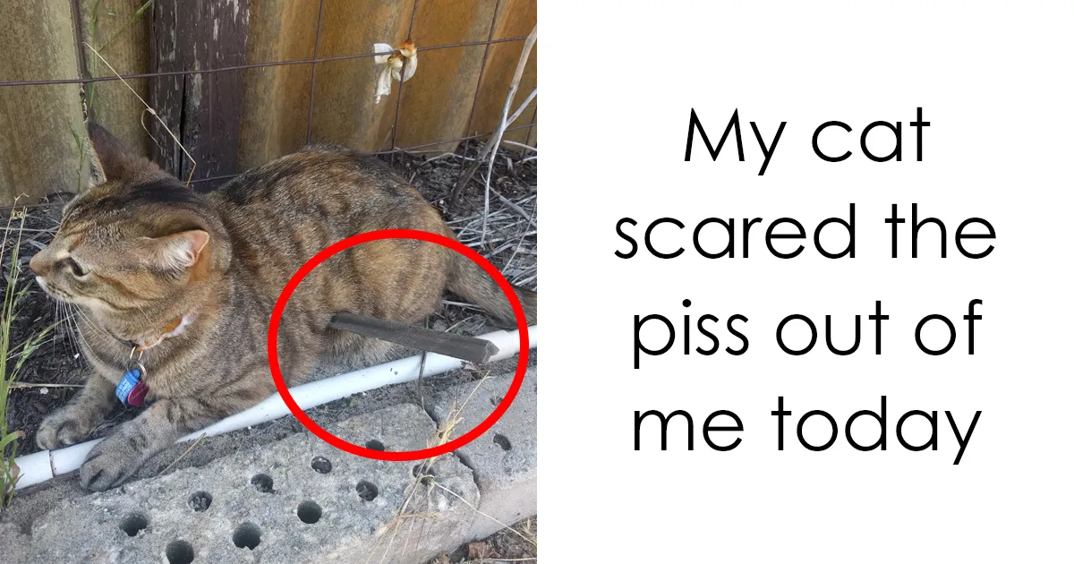 124 Hilarious Cat Snapchats That Are Im-paw-sible Not To Laugh At