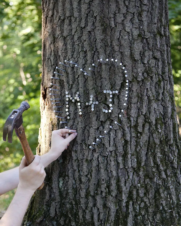 In Maryland Hammering A Nail Into A Tree Is Punishable By A Fifty Dollar Fine