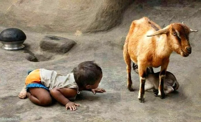 A Baby And A Goat