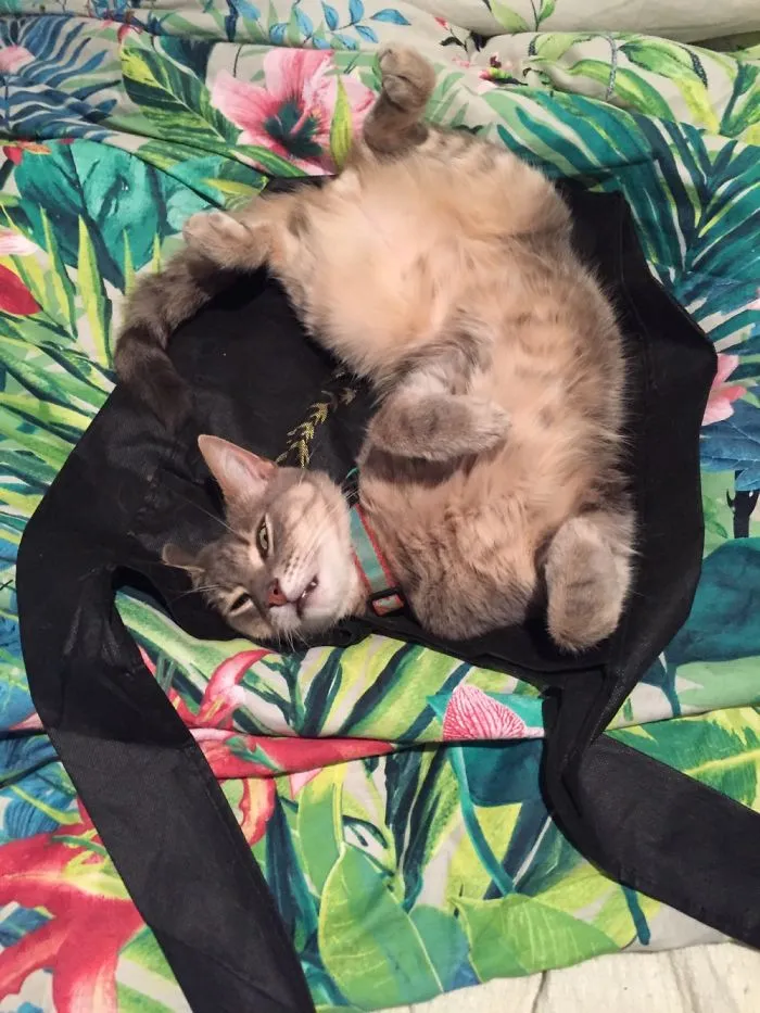 The Most Comfortable Position According To My Cat - He Does This Whenever It's Hot.