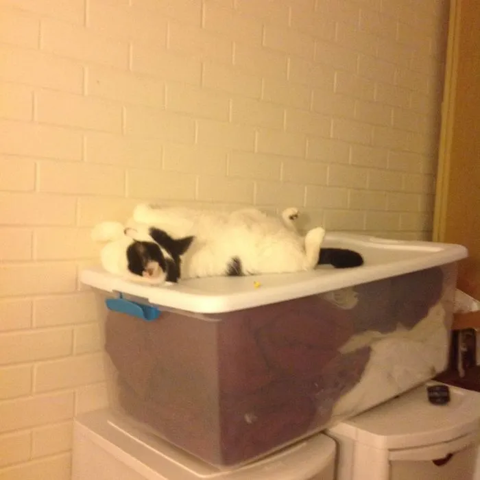 Rorschach Being Rorschach 2