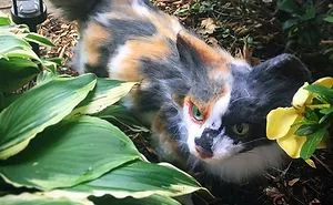 This Isn't A Real Cat. But With One Donation You Could Bring This Stunning Piece Of Art Home.