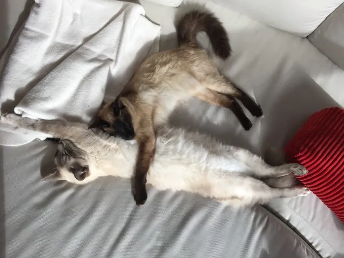 Brothers Make The Best Pillows.