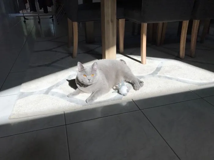Sun Catcher