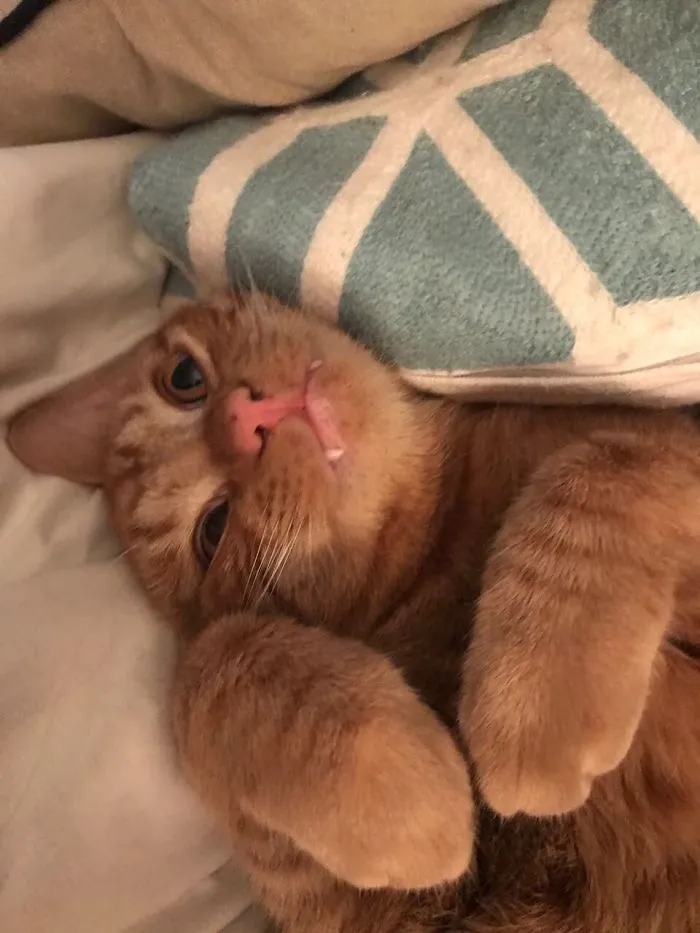 My Friend's Cate