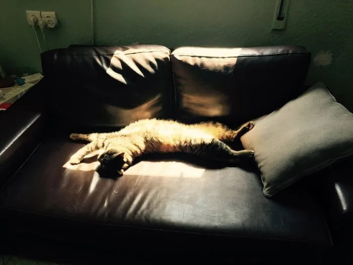 Chilling In The Sun