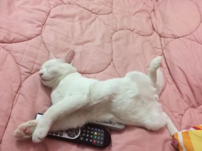 The Way He Sleeps Is Just Too Darn Cute 😌