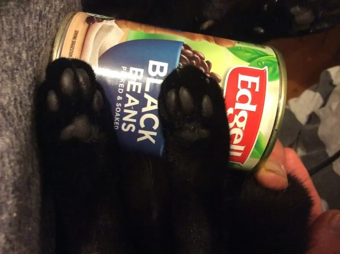 My Cat Has Black Beans