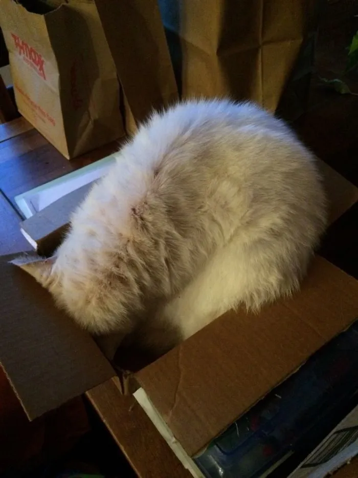 I Swear This Is Comfortable, Mom