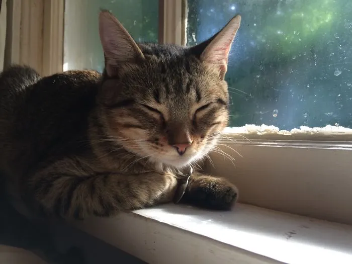Doc Loves The Sun